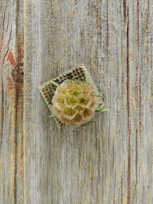 NATURAL SCABIOSA PODS